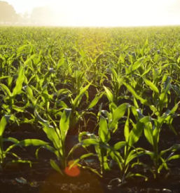 Prodaja prehranskih dodatkov gorenjska