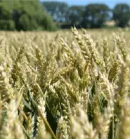 hitra prodaja repromateriala gorenjska