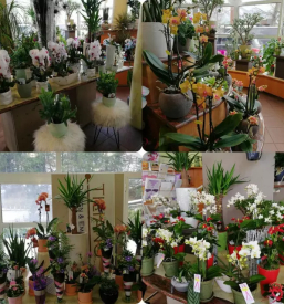 Zalni aranzmaji litija