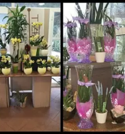 Zalni aranzmaji litija