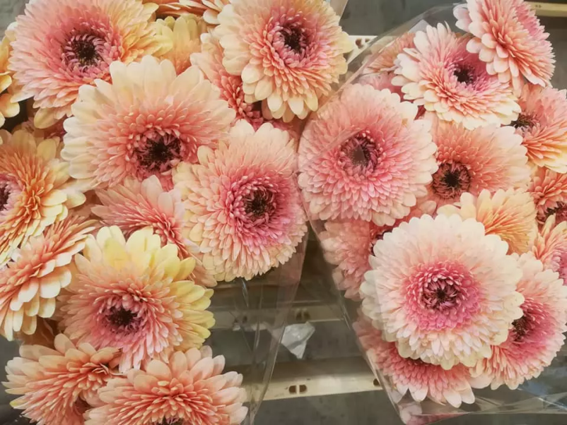 Cvetličarna Stična