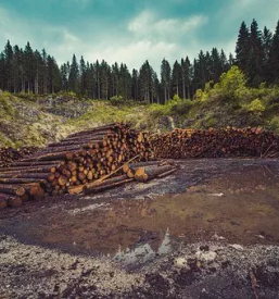 Gozdarska dela bela krajina