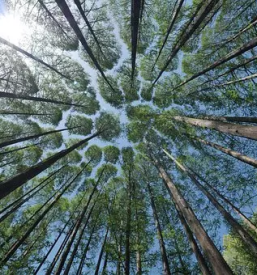 Prodaja hlodovine koroska