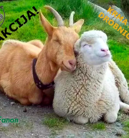 Prodaja prehrane za živali po Gorenjski regiji