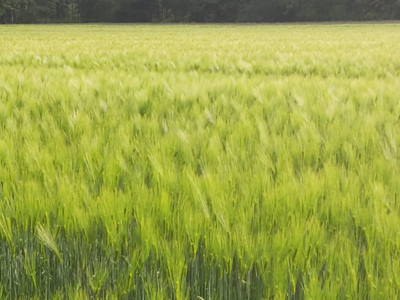 Kvalitetna prodaja prehrane za živali Gorenjska