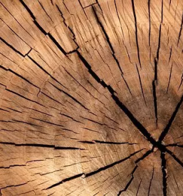 Prodaja rezanega lesa stajerska