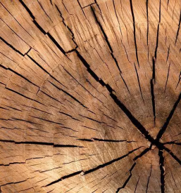 Secnja in spravilo lesa koroska