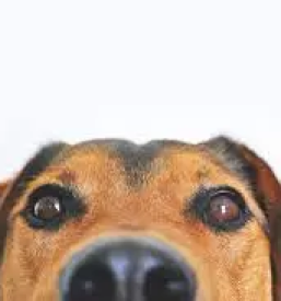 Trgovina za male zivali trzic