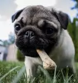 Trgovina za male zivali trzic