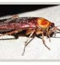 Deratizacija poslovnih objektov slovenija