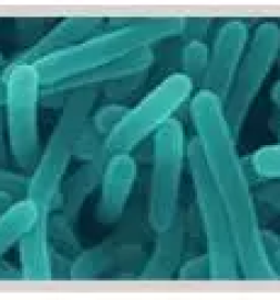 Deratizacija stanovanjskih objektov slovenija