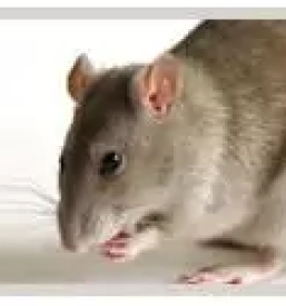 Dezinfekcija stanovanjskih in poslovnih objektov slovenija