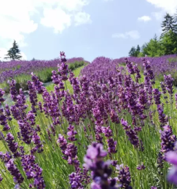 Dobra jedilna sivka slovenija
