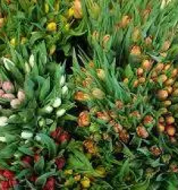 Zalni aranzmaji trbovlje, zasavje