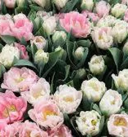 Zalni aranzmaji trbovlje, zasavje