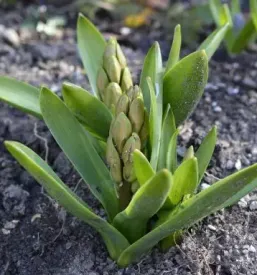 Cvetlicarna podcetrtek