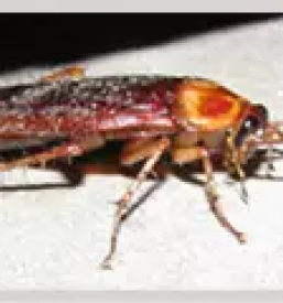 Deratizacija dezinsekcija dezinfekcija ljubljana