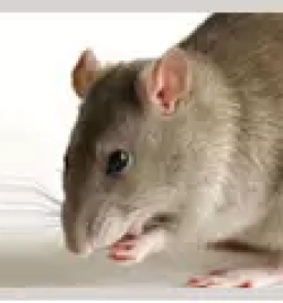 Dezinfekcija slovenija