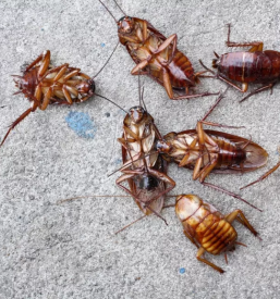 Dezinsekcija slovenija