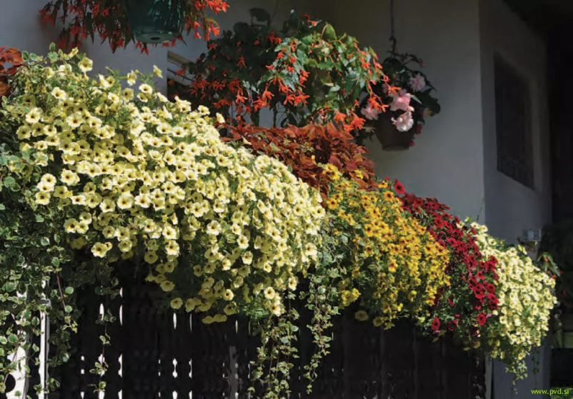 Izvedba balkonskih zasaditev Slovenija