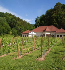 Odkup in prodaja vina slovenija