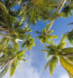 Potovanje v tropske kraje iz Slovenije