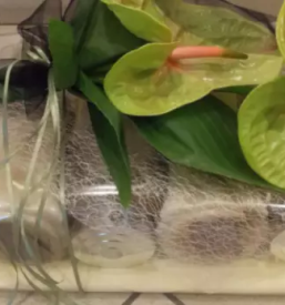 Žalno cvetje Ljubljana, Slovenija