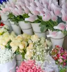 Ugodna cvetličarna odprta ob nedeljah Ljubljana