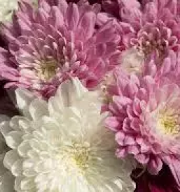 Cvetličarna Rosa Vita odprta ob nedeljah Ljubljana