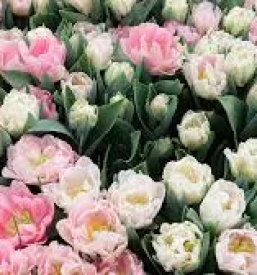 Cvetličarna odprta ob nedeljah Ljubljana, Črnuče