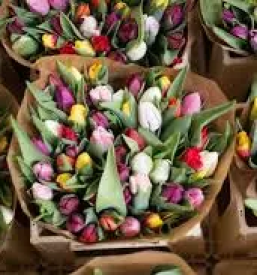 Cvetličarna odprta ob nedeljah Ljubljana, Osrednja Slovenija