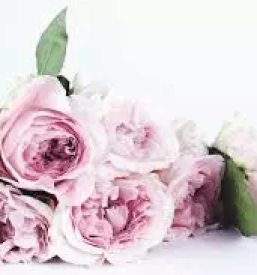 Cvetličarna odprta ob nedeljah Ljubljana, Črnuče, Slovenija