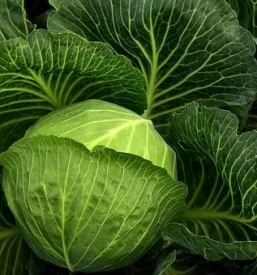 Domaca kisla repa ljubljana