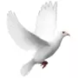 Izpust belih golobov