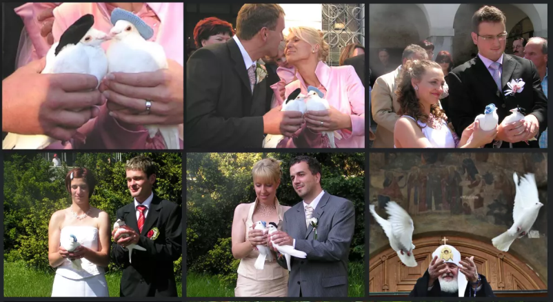    Beli golobi za poroko Slovenija