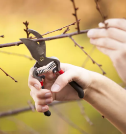 Kosenje trave in strizenje dreves ljubljana