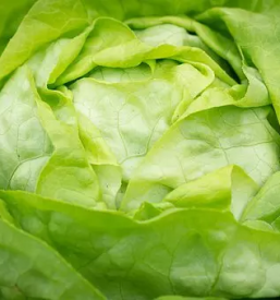 Prodaja zeljne glave ljubljana