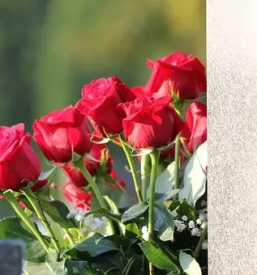 Zalno cvetje in ostalo ljubljana