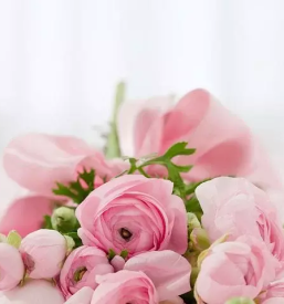 Zalno cvetje in ostalo ljubljana