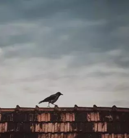 Sanacija dimnika v Sloveniji