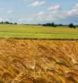 Kmetijski repromaterial in gnojila Ruše