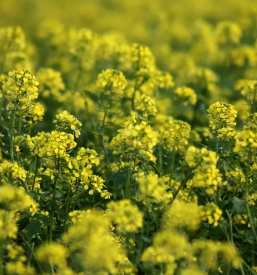 Prodaja pospesevalcev za rastline slovenija