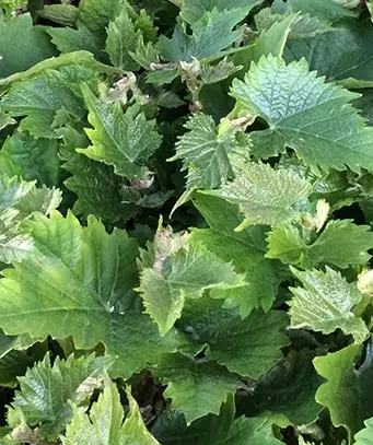 Hochwertige Pfropfreben 