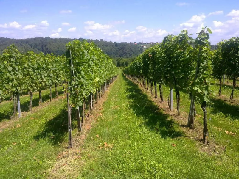 Nudimo vam kvalitetno opremo za vinograde na Štajerskem 