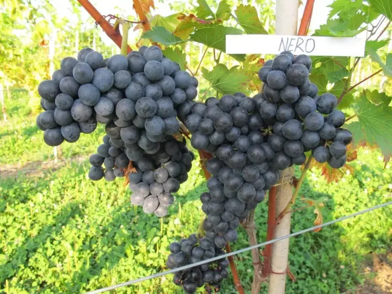 Kvalitetna oprema za vinograde Štajerska