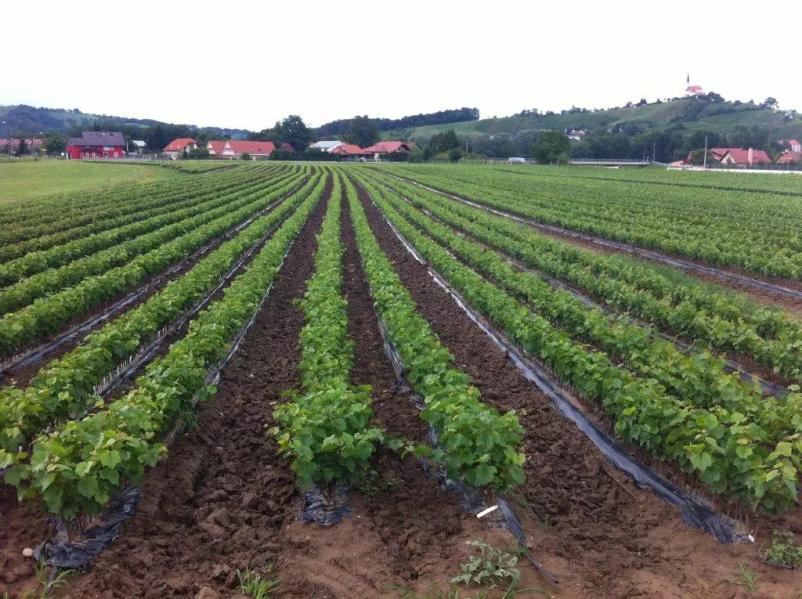 Ugodne trsne cepljenke Slovenija