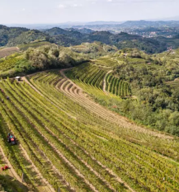 Kvalitetna vina dornberk