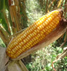 Prodaja rezervnih delov za kmetijstvo slovenija