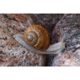 ZOSPEUM, raziskovanje mehkužcev Rajko Slapnik s.p.