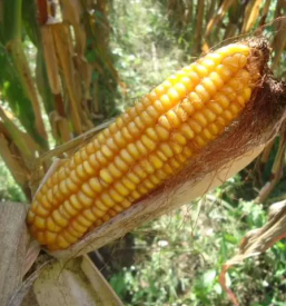 Silosi za kmetijstvo slovenija